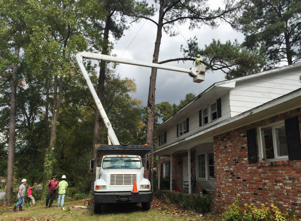 Best Residential Tree Removal  in Greenville, RI